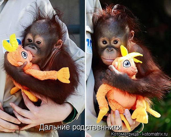 Дальние родственники... Котоматрица: Дальние родственники
