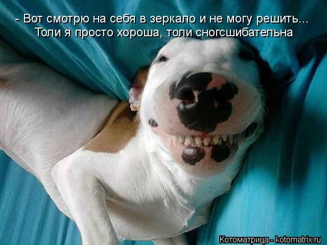 - Вот смотрю на себя в зеркало и не могу решить... Толи я просто хороша, толи сногсшибательна... Котоматрица: - Вот смотрю на себя в зеркало и не могу решить... Толи я просто хороша, толи сногсшибательна
