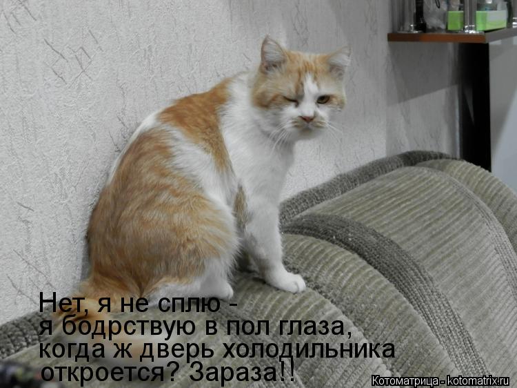 откроется? Зараза!! когда ж дверь холодильника я бодрствую в пол глаза, Нет, я не сплю -... Котоматрица: откроется? Зараза!! когда ж дверь холодильника я бодрствую в пол глаза, Нет, я не сплю -