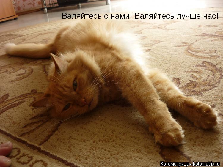 Валяйтесь с нами! Валяйтесь лучше нас!... Котоматрица: Валяйтесь с нами! Валяйтесь лучше нас!