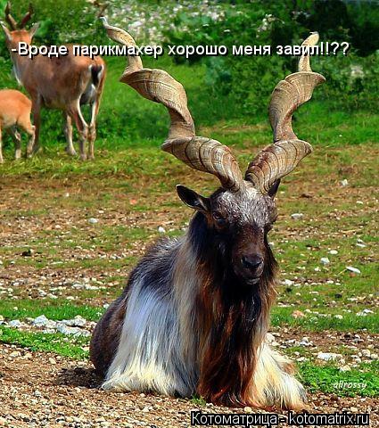 -Вроде парикмахер хорошо меня завил!!??... Котоматрица: -Вроде парикмахер хорошо меня завил!!??