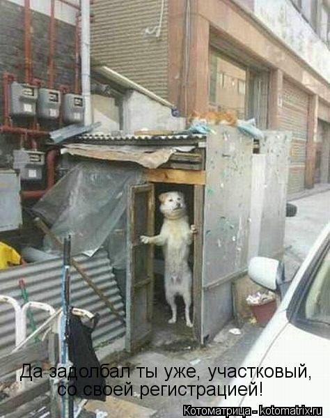 Да задолбал ты уже, участковый, со своей регистрацией!... Котоматрица: Да задолбал ты уже, участковый, со своей регистрацией!