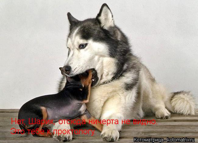 Нет, Шарик, отсюда ничерта не видно. Это тебе к проктологу.... Котоматрица: Нет, Шарик, отсюда ничерта не видно. Это тебе к проктологу.