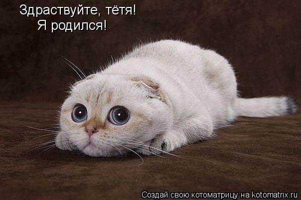 Здраствуйте, тётя! Я родился!... Котоматрица: Здраствуйте, тётя! Я родился!
