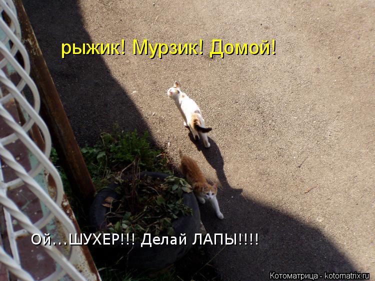 рыжик! Мурзик! Домой! Ой...ШУХЕР!!! Делай ЛАПЫ!!!!... Котоматрица: рыжик! Мурзик! Домой! Ой...ШУХЕР!!! Делай ЛАПЫ!!!!
