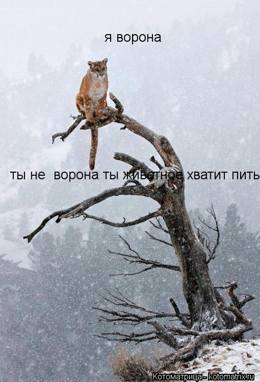я ворона ты не ворона ты животное хватит пить ты не ворона ты животное хватит пить... Котоматрица: я ворона ты не ворона ты животное хватит пить ты не ворона ты животное хватит пить