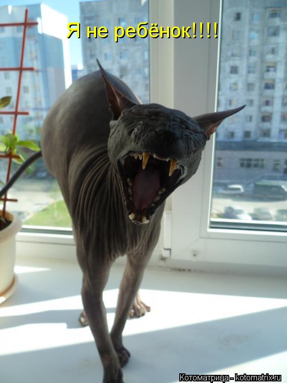 Я не ребёнок!!!!... Котоматрица: Я не ребёнок!!!!