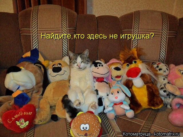 Найдите,кто здесь не игрушка?... Котоматрица: Найдите,кто здесь не игрушка?