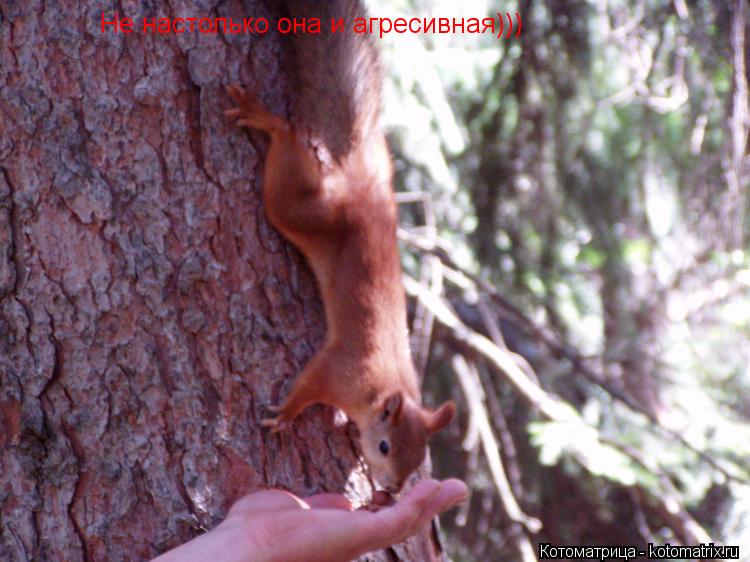 Не настолько она и агресивная)))... Котоматрица: Не настолько она и агресивная)))