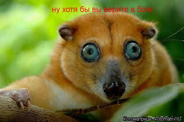Котоматрица: ну хотя бы вы верите в бога