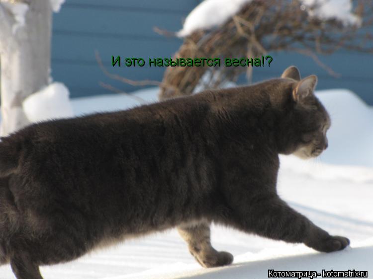 И это называется весна!?... Котоматрица: И это называется весна!?