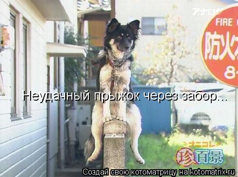 Неудачный прыжок через забор...... Котоматрица: Неудачный прыжок через забор...