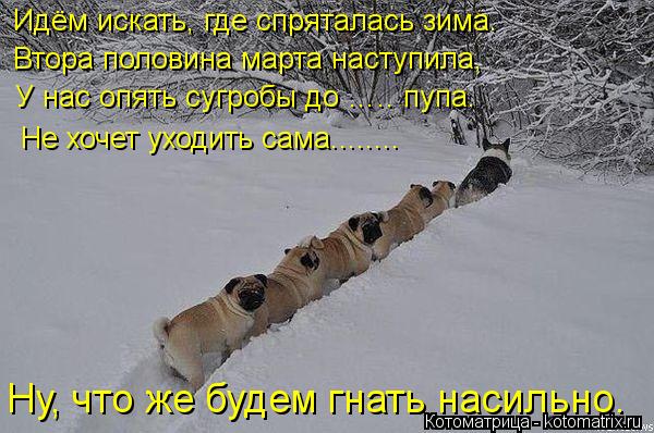 Идём искать, где спряталась зима. Втора половина марта наступила, У нас опять сугробы до ….. пупа. Не... Котоматрица: Идём искать, где спряталась зима. Втора половина марта наступила, У нас опять сугробы до ….. пупа. Не хочет уходить сама........ Ну, что же будем