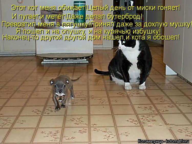 Этот кот меня обижает!Целый день от миски гоняет! И пугает,и метёт!Даже делал бутерброд! Превратил ме... Котоматрица: Этот кот меня обижает!Целый день от миски гоняет! И пугает,и метёт!Даже делал бутерброд! Превратил меня в лягушку!Принял даже за дохлую мушк