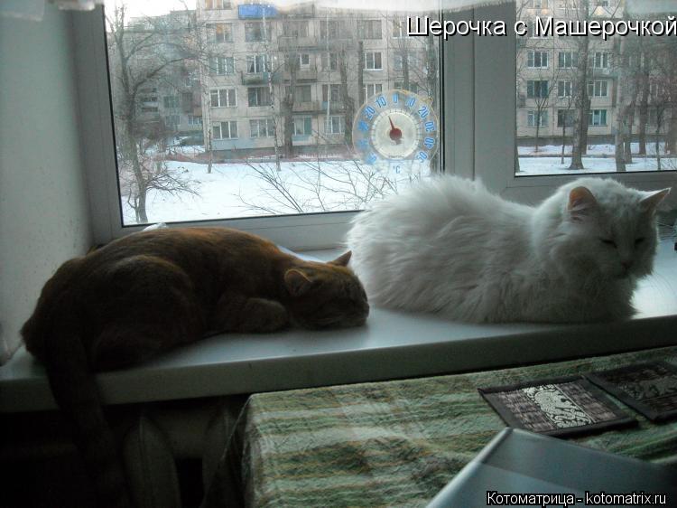 Шерочка с Машерочкой... Котоматрица: Шерочка с Машерочкой