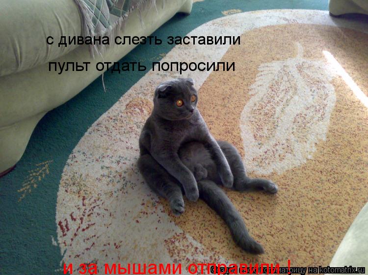 с дивана слезть заставили пульт отдать попросили и за мышами отправили !... Котоматрица: с дивана слезть заставили пульт отдать попросили и за мышами отправили !
