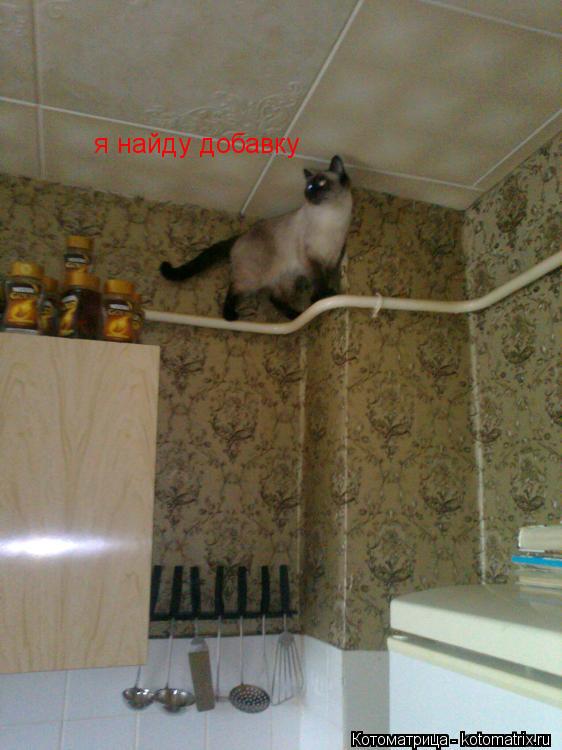 Котоматрица: я найду добавку