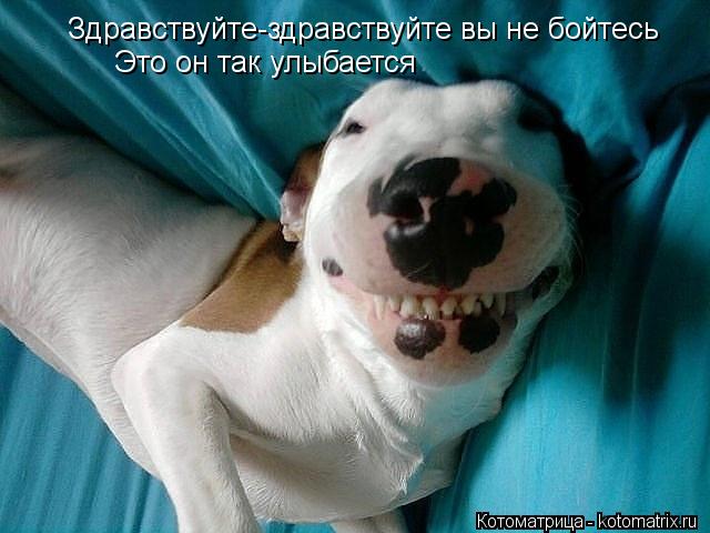 Здравствуйте-здравствуйте вы не бойтесь Это он так улыбается... Котоматрица: Здравствуйте-здравствуйте вы не бойтесь Это он так улыбается