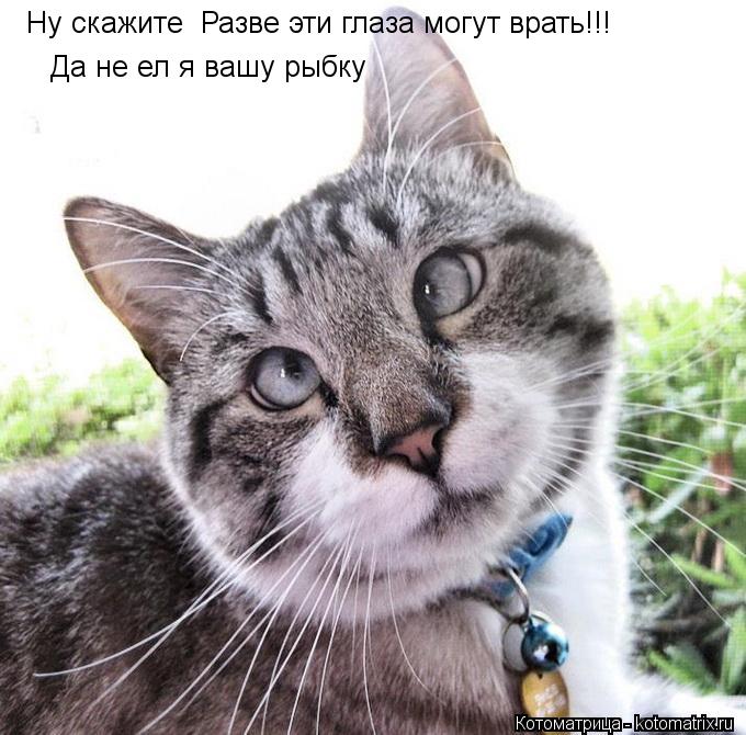 Ну скажите Разве эти глаза могут врать!!! Да не ел я вашу рыбку... Котоматрица: Ну скажите Разве эти глаза могут врать!!! Да не ел я вашу рыбку