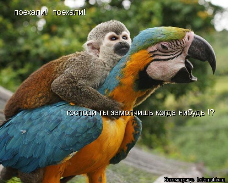 поехали! поехали! господи ты замолчишь когда нибудь !?... Котоматрица: поехали! поехали! господи ты замолчишь когда нибудь !?
