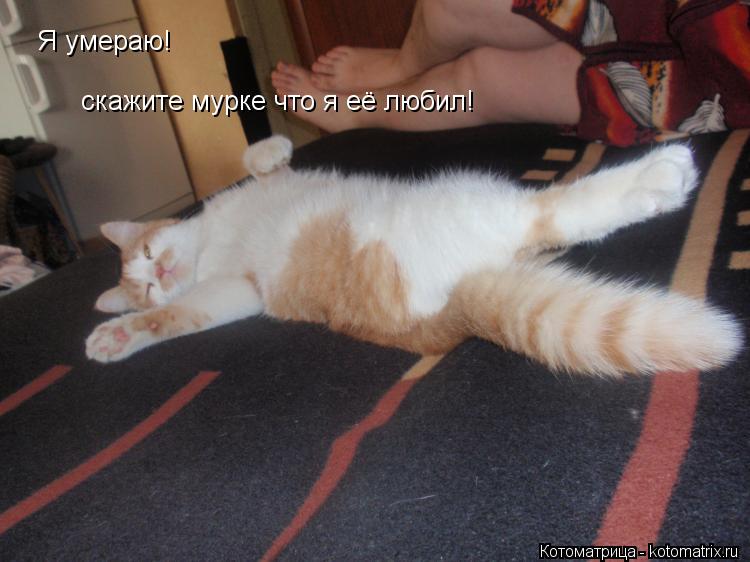 Я умераю! скажите мурке что я её любил!... Котоматрица: Я умераю! скажите мурке что я её любил!