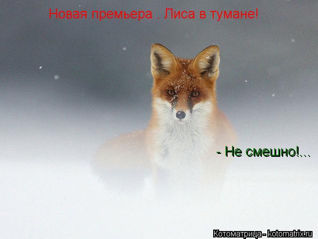 Новая премьера . Лиса в тумане! - Не смешно!...... Котоматрица: Новая премьера . Лиса в тумане! - Не смешно!...