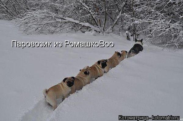 Паровозик из РомашкоВоо... Котоматрица: Паровозик из РомашкоВоо