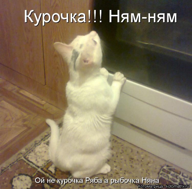 Курочка!!! Ням-ням Ой не курочка Ряба а рыбочка Няна... Котоматрица: Курочка!!! Ням-ням Ой не курочка Ряба а рыбочка Няна