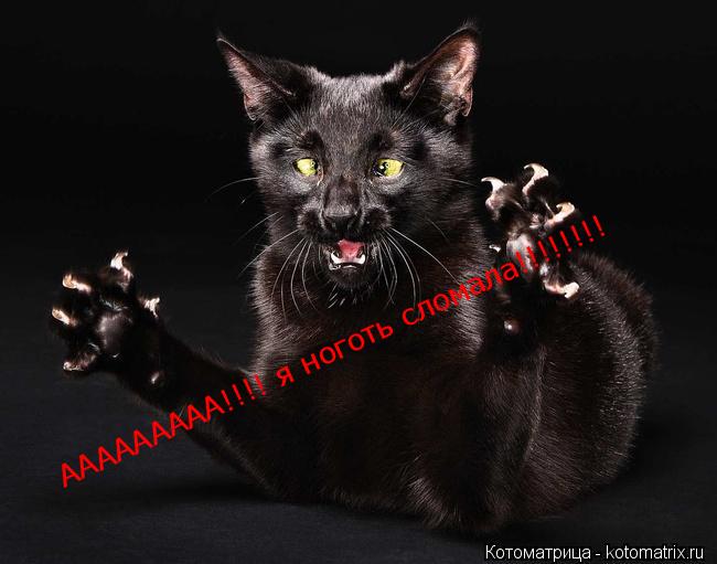 ААААААААА!!!! я ноготь сломала!!!!!!!!... Котоматрица: ААААААААА!!!! я ноготь сломала!!!!!!!!