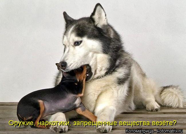 Оружие, наркотики, запрещенные вещества везёте?... Котоматрица: Оружие, наркотики, запрещенные вещества везёте?