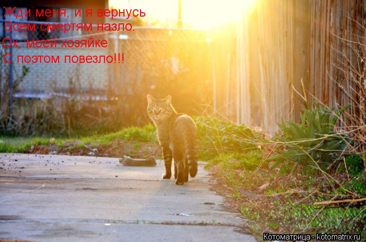 Жди меня, и я вернусь Всем смертям назло. Ох, моей хозяйке С поэтом повезло!!!... Котоматрица: Жди меня, и я вернусь Всем смертям назло. Ох, моей хозяйке С поэтом повезло!!!