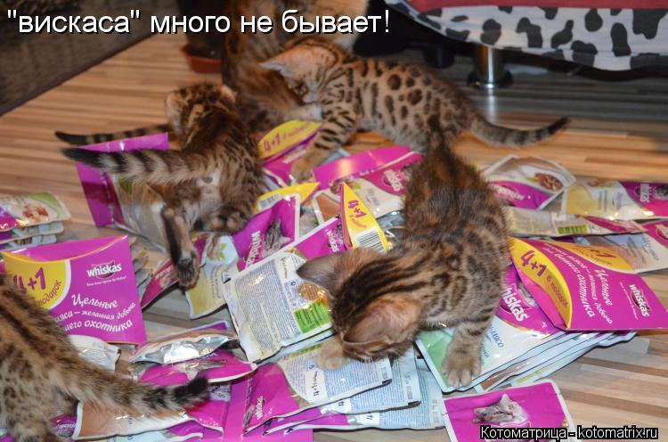 "вискаса" много не бывает!... Котоматрица: "вискаса" много не бывает!