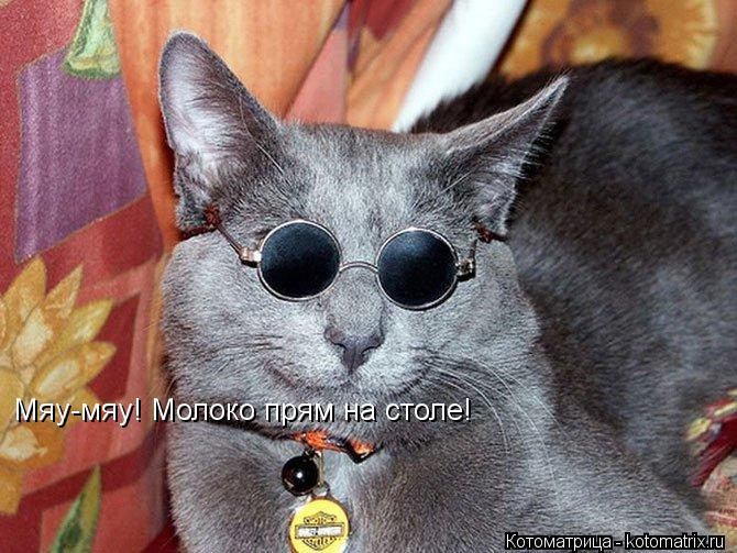 Мяу-мяу! Молоко прям на столе!... Котоматрица: Мяу-мяу! Молоко прям на столе!