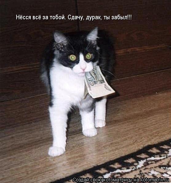 Нёсся всё за тобой. Сдачу, дурак, ты забыл!!!... Котоматрица: Нёсся всё за тобой. Сдачу, дурак, ты забыл!!!