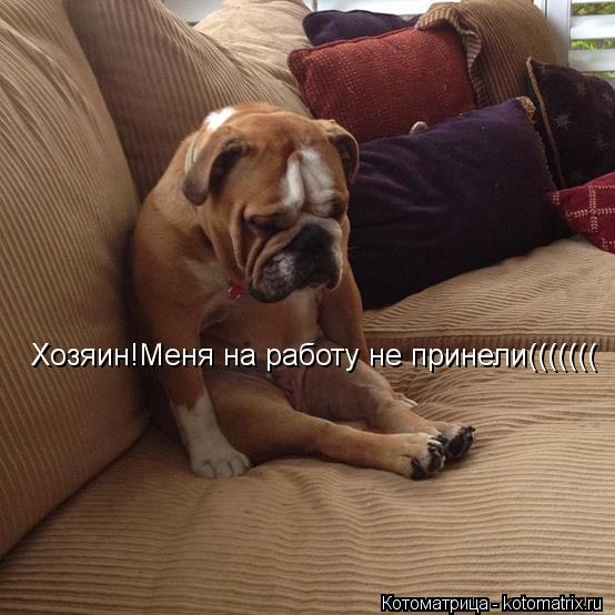 Хозяин!Меня на работу не принели(((((((... Котоматрица: Хозяин!Меня на работу не принели(((((((