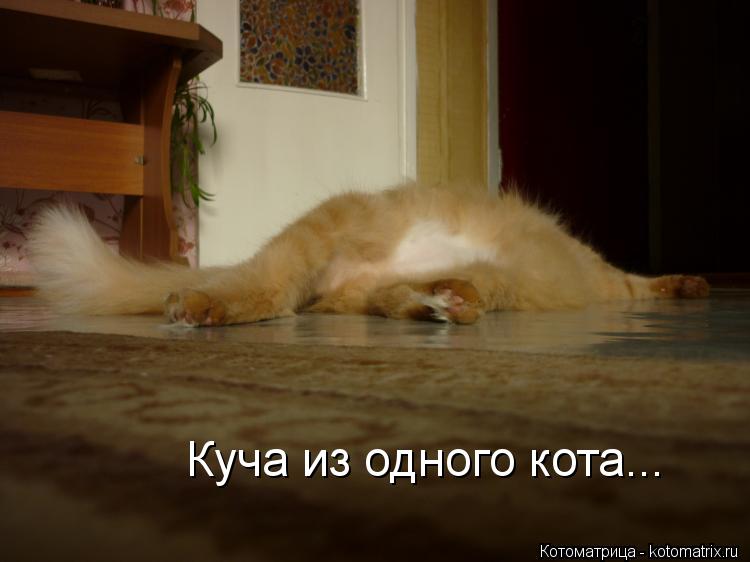 Куча из одного кота...... Котоматрица: Куча из одного кота...