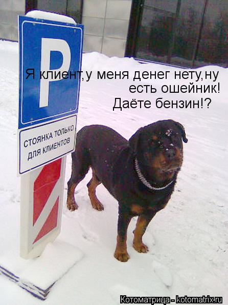 Я клиент,у меня денег нету,ну есть ошейник! Даёте бензин!?... Котоматрица: Я клиент,у меня денег нету,ну есть ошейник! Даёте бензин!?