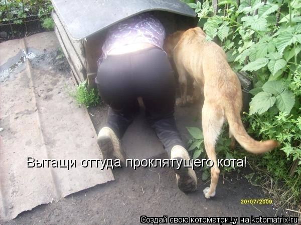 Вытащи оттуда проклятущего кота!... Котоматрица: Вытащи оттуда проклятущего кота!