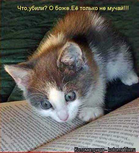 Что,убили? О боже.Её только не мучай!!!... Котоматрица: Что,убили? О боже.Её только не мучай!!!