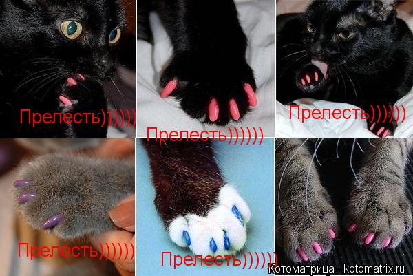 Прелесть)))))) Прелесть)))))) Прелесть)))))) Прелесть)))))) Прелесть))))))... Котоматрица: Прелесть)))))) Прелесть)))))) Прелесть)))))) Прелесть)))))) Прелесть))))))