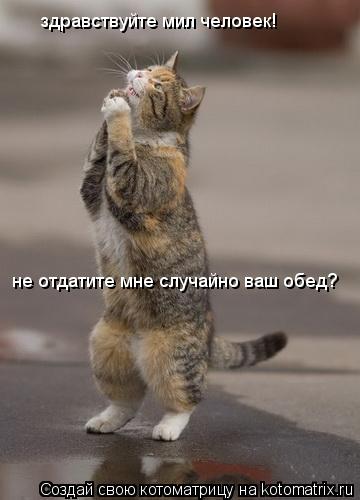 здравствуйте мил человек! не отдатите мне случайно ваш обед?... Котоматрица: здравствуйте мил человек! не отдатите мне случайно ваш обед?