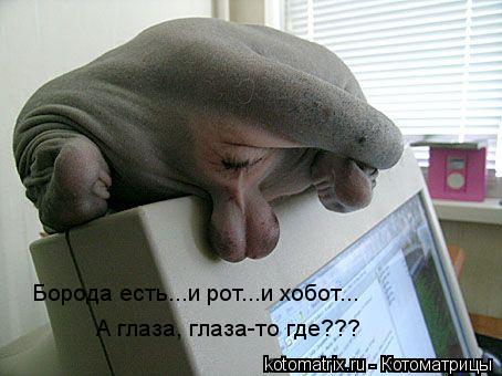 Борода есть...и рот...и хобот... А глаза, глаза-то где???... Котоматрица: Борода есть...и рот...и хобот... А глаза, глаза-то где???