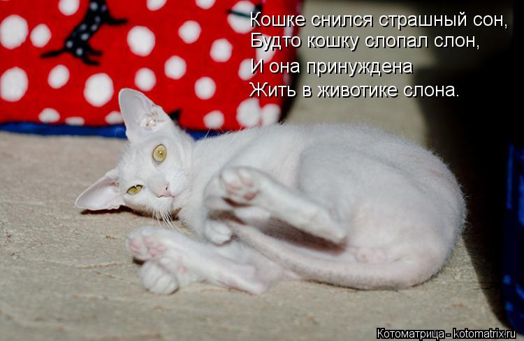 Котоматрица: Кошке снился страшный сон,  Будто кошку слопал слон, Будто кошку слопал слон, И она принуждена Жить в животике слона.