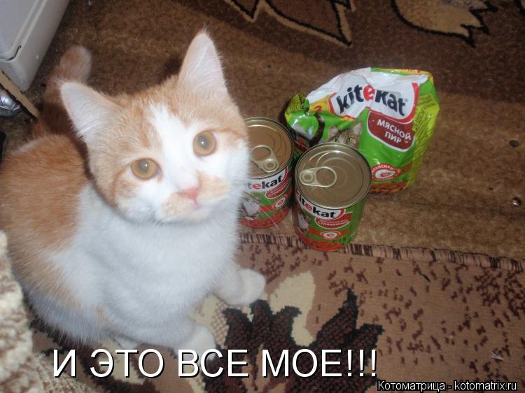 И ЭТО ВСЕ МОЕ!!!... Котоматрица: И ЭТО ВСЕ МОЕ!!!