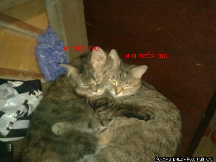 Котоматрица: я тебя лю я тебя лю и я тебя лю