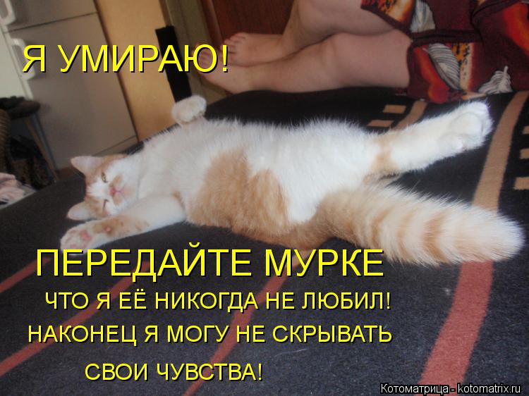 Я УМИРАЮ! ПЕРЕДАЙТЕ МУРКЕ ЧТО Я ЕЁ НИКОГДА НЕ ЛЮБИЛ! НАКОНЕЦ Я МОГУ НЕ СКРЫВАТЬ СВОИ ЧУВСТВА!... Котоматрица: Я УМИРАЮ! ПЕРЕДАЙТЕ МУРКЕ ЧТО Я ЕЁ НИКОГДА НЕ ЛЮБИЛ! НАКОНЕЦ Я МОГУ НЕ СКРЫВАТЬ СВОИ ЧУВСТВА!