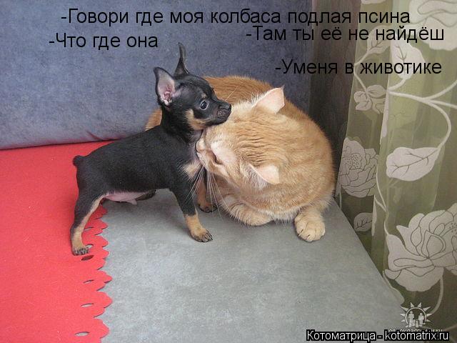 -Говори где моя колбаса подлая псина -Там ты её не найдёш -Что где она -Уменя в животике... Котоматрица: -Говори где моя колбаса подлая псина -Там ты её не найдёш -Что где она -Уменя в животике