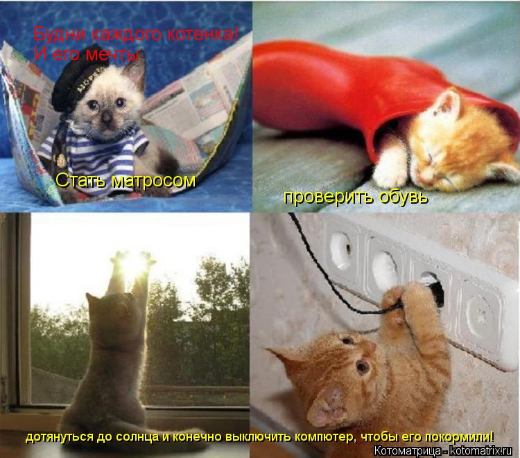Будни каждого котенка! И его мечты Стать матросом проверить обувь дотянуться до солнца и конечно выкл... Котоматрица: Будни каждого котенка! И его мечты Стать матросом проверить обувь дотянуться до солнца и конечно выключить компютер, чтобы его покормили!