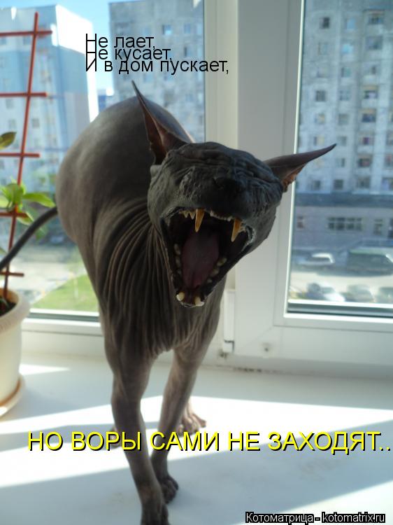 Не лает, Не кусает, И в дом пускает, НО ВОРЫ САМИ НЕ ЗАХОДЯТ...... Котоматрица: Не лает, Не кусает, И в дом пускает, НО ВОРЫ САМИ НЕ ЗАХОДЯТ...