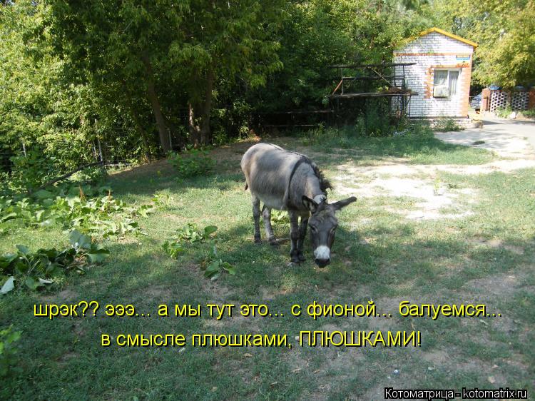 шрэк?? эээ... а мы тут это... с фионой... балуемся... в смысле плюшками, ПЛЮШКАМИ!... Котоматрица: шрэк?? эээ... а мы тут это... с фионой... балуемся... в смысле плюшками, ПЛЮШКАМИ!